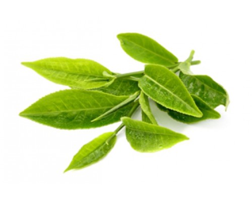 зелёного чая, лист, СК СО2 экстракт, сверкритический, флюидный, Россия, 5 мл